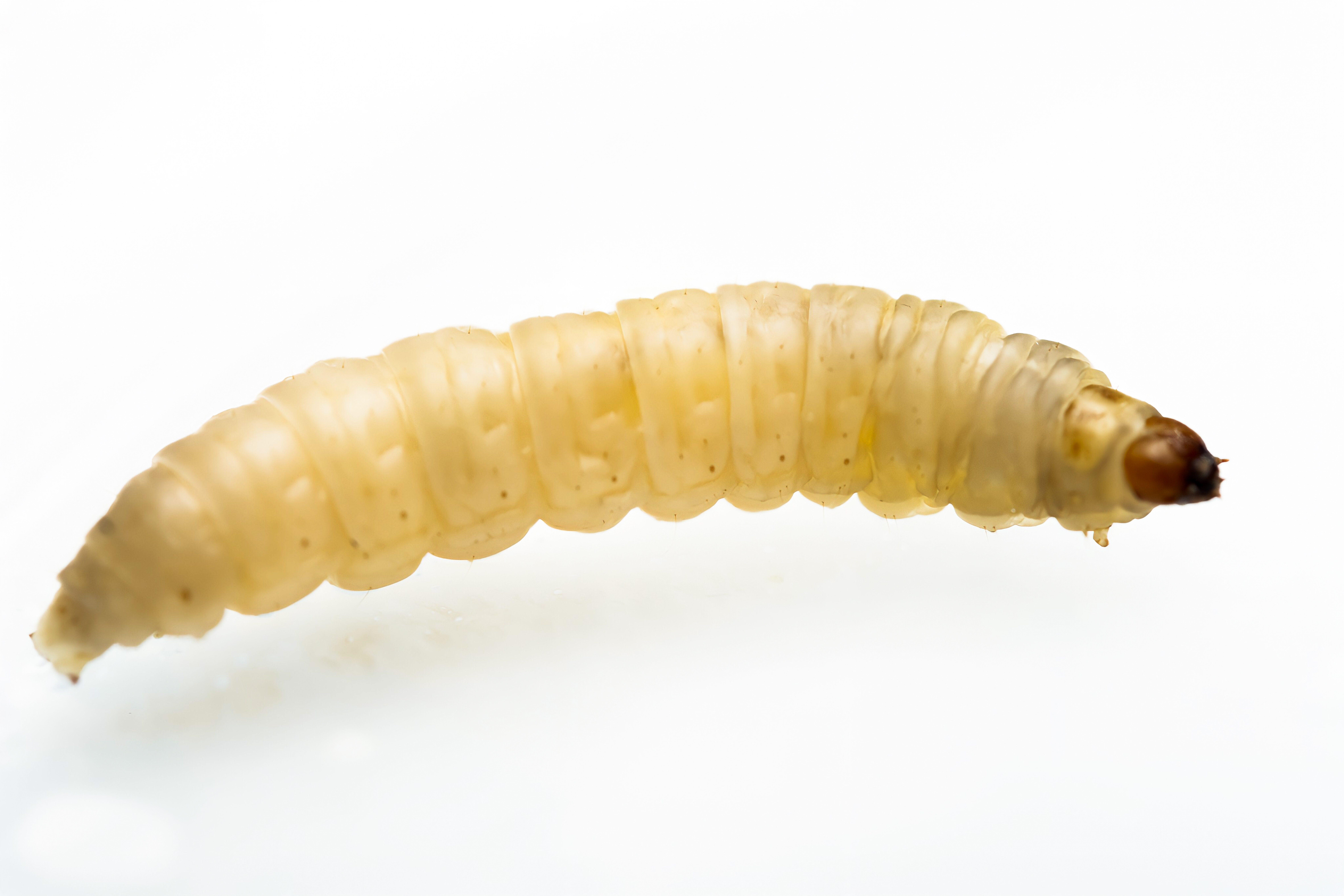 Wax Worms – Bugs for Growers
