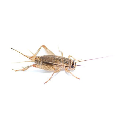 Buy Feeder Crickets & Mealworms Online! - Bassett's Cricket Ranch
