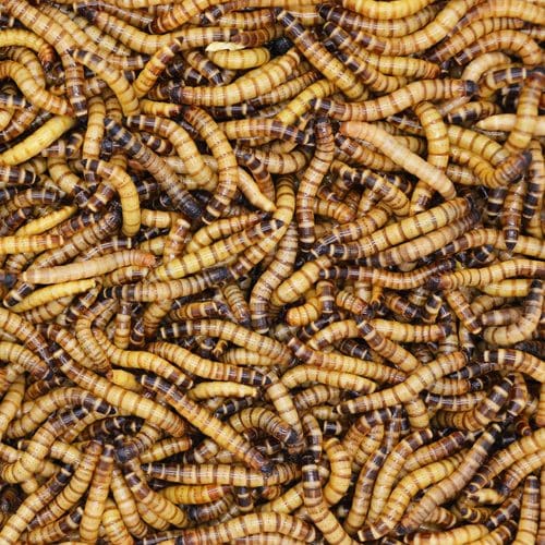 King Mealworms  Bassetts Cricket Ranch, Inc.